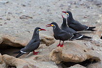 Inca terns (Larosterna inca) courtship behaviour, Punta San Juan, Peru