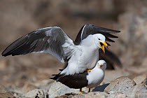 Band-tailed gull (Larus belcheri) pair mating on beach, Punta San Juan, Peru