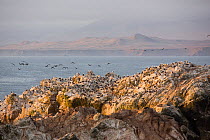 Peruvian booby (Sula variegata) breeding colony at coast of Punta San Juan, Peru, 2013