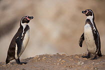 Humboldt penguins (Spheniscus humboldti) two standing and facing each other on beach, Punta San Juan, Peru
