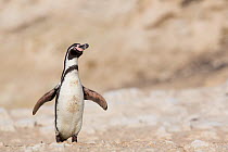 Humboldt penguin (Spheniscus humboldti) standing on beach, Punta San Juan, Peru
