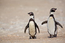 Humboldt penguins (Spheniscus humboldti) two standing on beach together, Punta San Juan, Peru