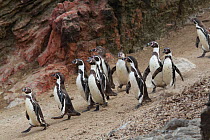 Humboldt penguin (Spheniscus humboldti) small group coming down slope near beach, Punta San Juan, Peru