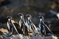 Humboldt penguin (Spheniscus humboldti) group of four crossing beach, Punta San Juan, Peru
