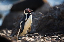 Humboldt penguin (Spheniscus humboldti) one standing on beach, Punta San Juan, Peru