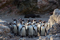 Humboldt penguins (Spheniscus humboldti) large group crossing beach, Punta San Juan, Peru