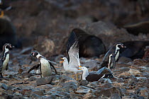 Band-tailed gull (Larus belcheri) defending nest against Humboldt penguin (Spheniscus humboldti) Punta San Juan, Peru