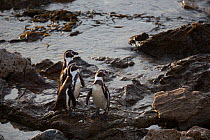 Humboldt penguins (Spheniscus humboldti) three standing on shoreline, Punta San Juan, Peru