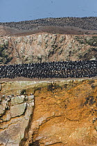 Guanay cormorant (Phalacrocorax bougainvillii) breeding colony of around 500,000 birds on guano peninsula, Punta San Juan, Peru, 2013