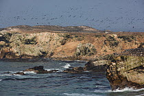 Guanay cormorant (Phalacrocorax bougainvillii) breeding colony of around 500,000 birds on guano peninsula, Punta San Juan, Peru, 2013