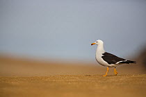Band-tailed gull (Larus belcheri) in Nazca coastal desert in Paracas National Reserve, Peru