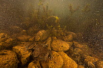 Lake Titicaca frog (Telmatobius culeus) underwater in Lake Titicaca, Bolivia