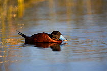 Ruddy duck (Oxyura jamaicensis) male on Lake Titicaca, Bolivia