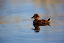 Ruddy duck (Oxyura jamaicensis) juvenile on Lake Titicaca, Bolivia