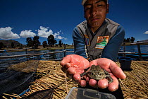Lake Titicaca frog (Telmatobius culeus) in man's hands, part of controversial ecotourism project about Lake Titicaca's fauna and flora, Peru