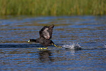 Andean coot (Fulica ardesiaca) taking off from surface of Lake Titicaca, Bolivia