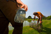 African clawed frog (Xenopus laevis) introduced accidentally in France; man holding specimen of caught frog whilst other searches for more in net, part of action plan to fight this alien species, Fran...