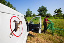 African clawed frog (Xenopus laevis) introduced accidentally in France; 23,000 tadpoles captured in just one pond alone, shown here with conservation vehicle and person with net, part of action plan t...