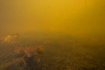 African clawed frog (Xenopus laevis) introduced accidentally in France; there is an action plan to fight this alien species