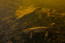 Great crested newt (Triturus cristatus) female on the bottom of a pond, Deux Cuvres. France