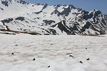 Common frog (Rana temporaria) mass of frogs moving across snow towards pond in breeding season in the Alps, France, June..