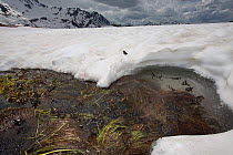 Common frog (Rana temporaria) looking down on mass of frogs in breeding pond surrounded by snow, Alps, France, June..