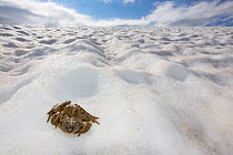Common frog (Rana temporaria) sitting on snow in the breeding season in the Alps, France, June..
