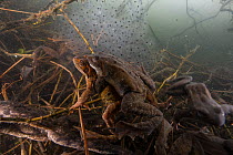 Common frog (Rana temporaria) pair in amplexus underwater next to mass of spawn, breeding season in the Alps, France, June..