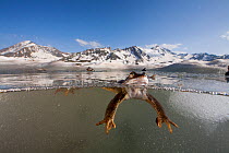 Common frog (Rana temporaria) split level view of frog swimming in pond in breeding season in the Alps, France, June..