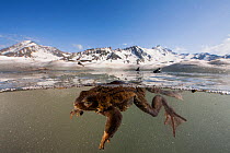 Common frog (Rana temporaria) split level view of frog swimming in pond in breeding season in the Alps, France, June..