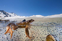 Common frog (Rana temporaria) split level view of frog swimming among spawn in pond in breeding season in the Alps, France, June..
