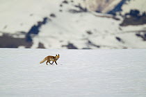 Red fox (Vulpes vulpes) walking through spring snow at 2000m in Alps, France, June.