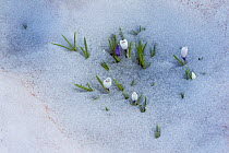 Dutch crocus (Crocus vernus) coming up through spring snow at 2000m, Alps, France, June.