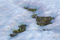 Dutch crocus (Crocus vernus) coming up through spring snow at 2000m, Alps, France, June.