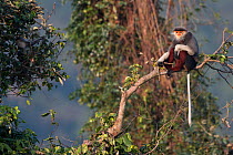 Red-shanked Douc langur (Pygathrix nemaeus) adult male sitting on branch in canopy, Vietnam