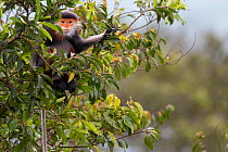 Red-shanked Douc langur (Pygathrix nemaeus) adult female in canopy, Vietnam