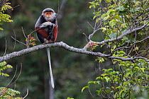 Red-shanked Douc langur (Pygathrix nemaeus) adult female sitting on branch, Vietnam