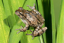 Hybrid frog - Bird voiced treefrog x Cope's Gray Treefrog (Hyla avivocax x Hyla chrysoscelis)  West Florida,USA