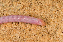 Florida worm lizard (Rhineura floridana) Florida ,USA, February.