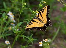Eastern tiger swallowtail (Papilio glaucus) Florida, USA.