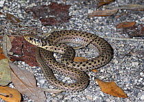 Eastern garter snake (Thamnophis sirtalis sirtalis) with unusual pattern, Appalachicola Forest, Florida. Contolled conditions.