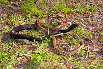 Eastern coachwhip snake (Masticophis flagellum flagellum) North Florida,USA, April.
