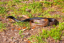 Eastern coachwhip snake (Masticophis flagellum flagellum) North Florida, USA, April.