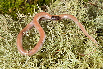 Central Florida crowned snake(Tantilla relicta neilli) Captive occurs in North central Florida, USA.