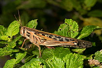 American grasshopper (Schistocerca americana) North Florida, USA, August.