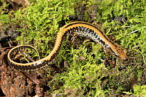 Three-lined salamander (Eurycea guttolineata) captive from West Florida, USA.
