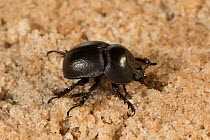 Scrarab beetle (Mycotrupes gaigei) Rainbow Springs,Marion county, Florida, USA, January.