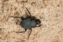 Scarab beetle (Canthon vigilans) North Florida, USA, October.