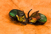 Rainbow scarab (Phanaeus vindex) male and female on leaf. Florida, USA. Controlled conditions.