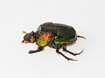Rainbow scarab (Phanaeus vindex) female on white background. Florida, USA. Controlled conditions.